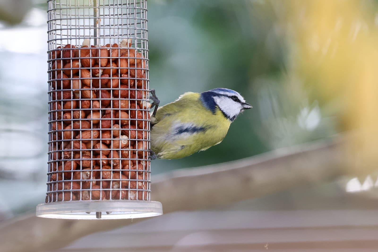 A small bird feeding at a garden feeder in bright daylight