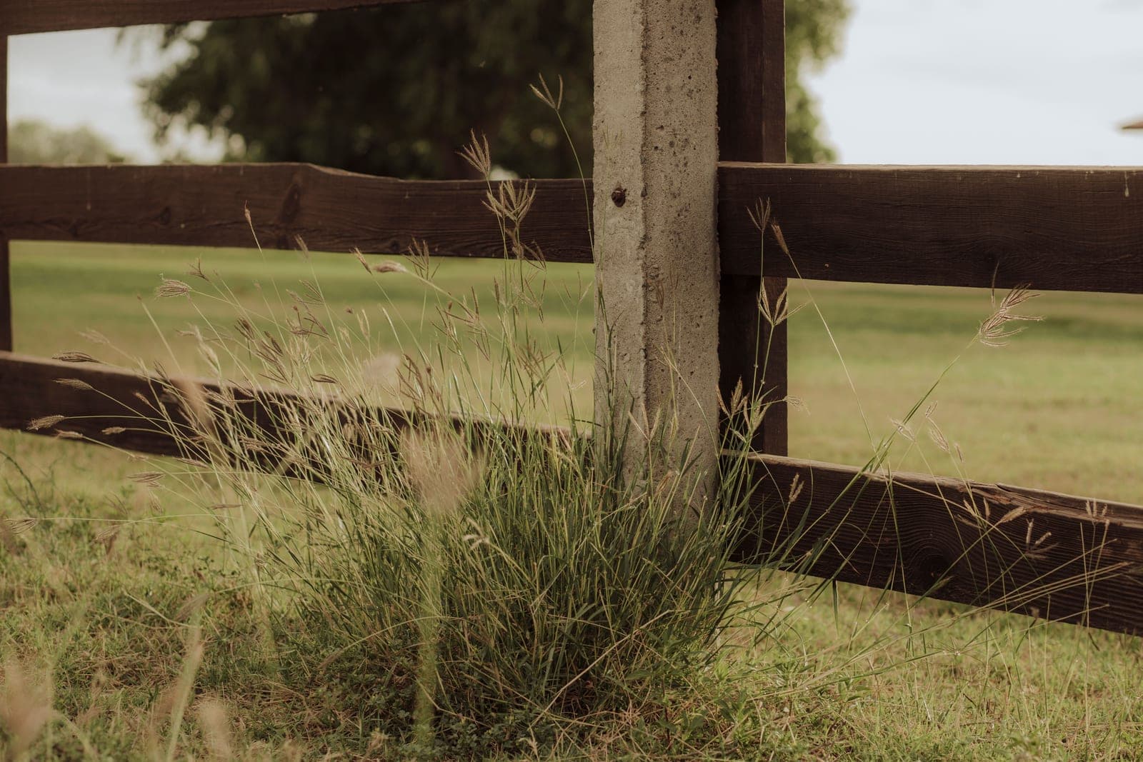 Tall fence posts running along the edge of a field