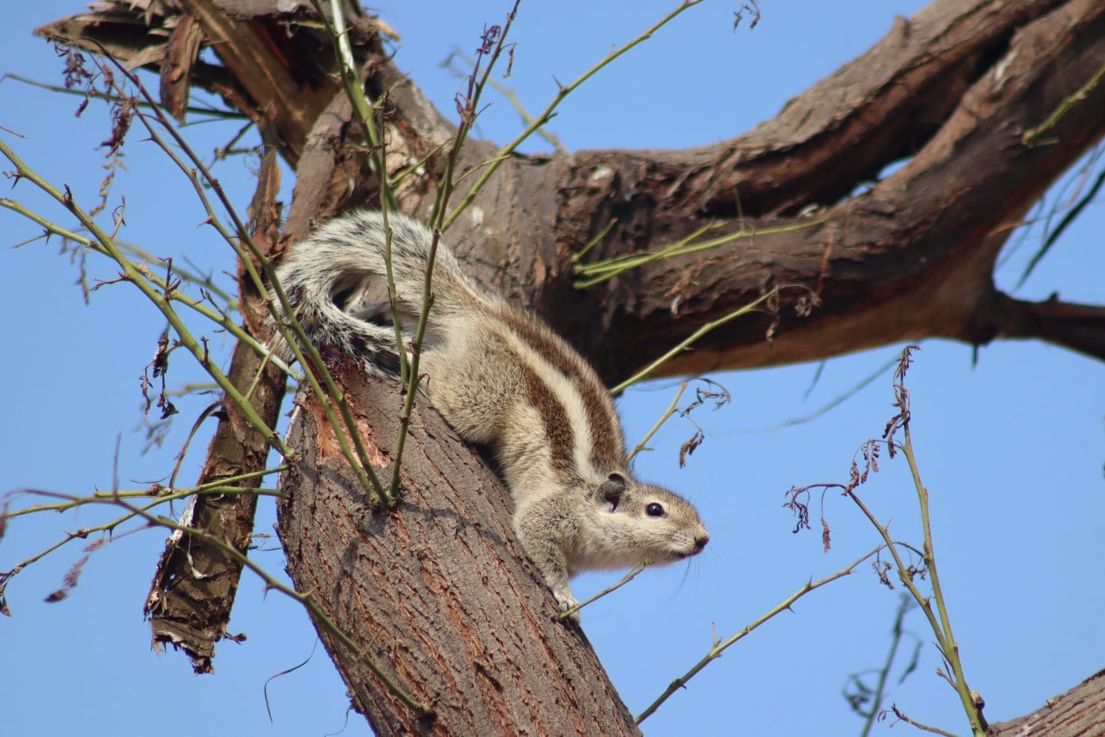 A squirrel mid-leap between tree branches