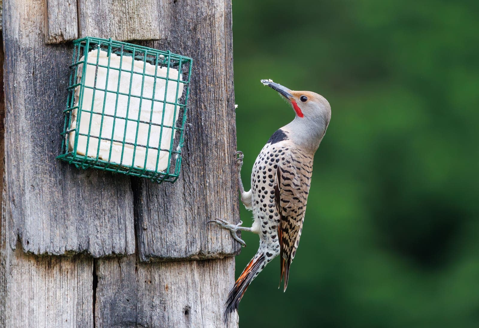A woodpecker feeding at a suet cage