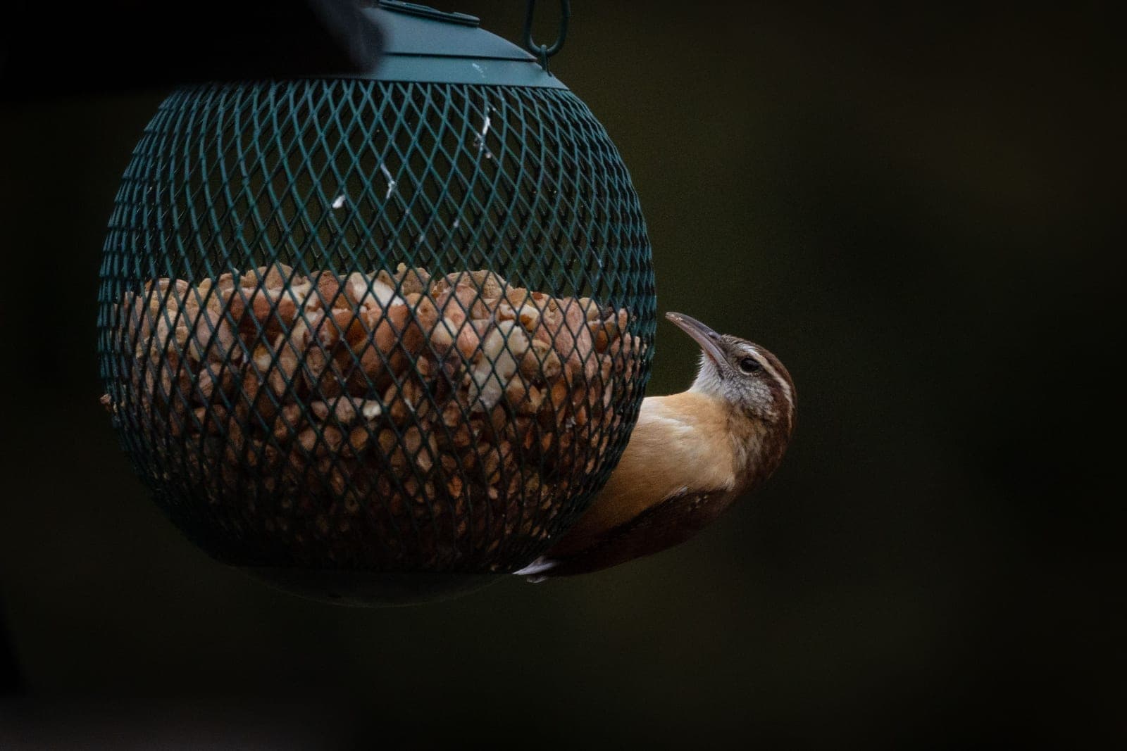 A small songbird perched at a feeder in soft light