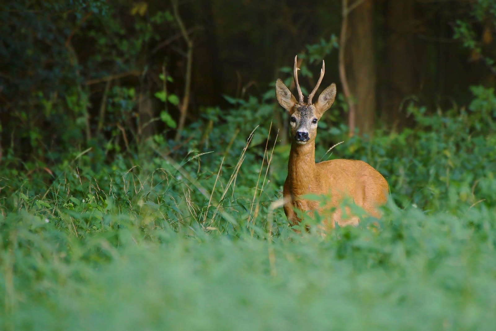 A deer standing in a green meadow under soft, even light