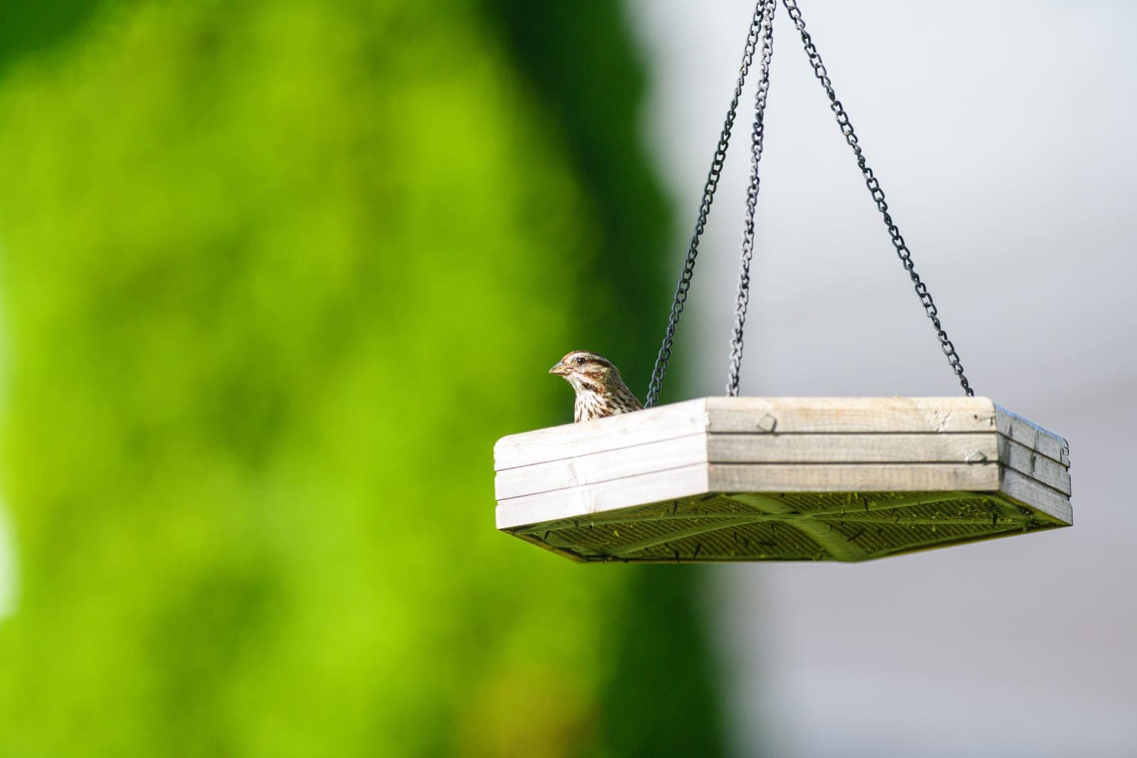 A bird feeder hanging in a bright garden under soft daylight